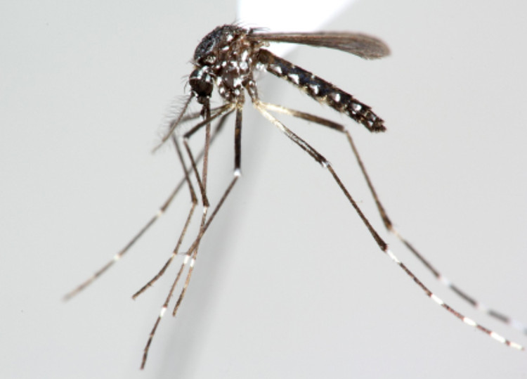 Su that nha khoa hoc hy sinh ban than de muoi dot... den chet-Hinh-6