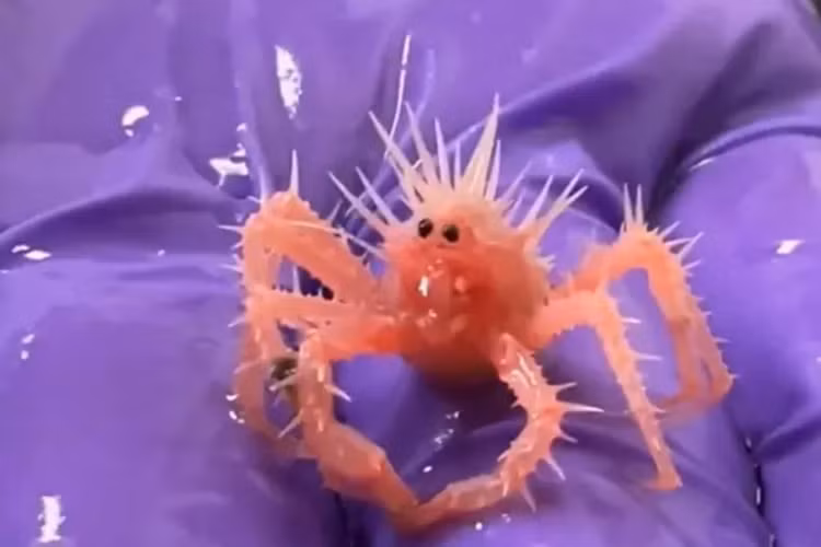 La lung cua ti hon co khuon mat ngo ngac, dan tinh phat 'sot'-Hinh-3