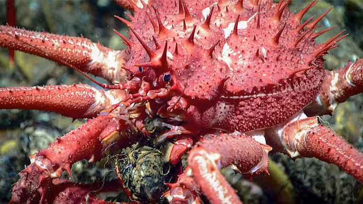 La lung cua ti hon co khuon mat ngo ngac, dan tinh phat 'sot'-Hinh-4