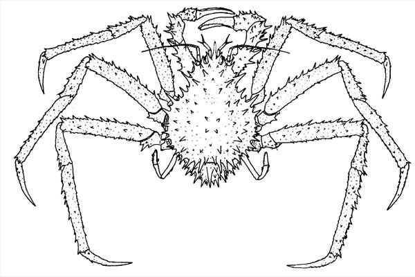 La lung cua ti hon co khuon mat ngo ngac, dan tinh phat 'sot'-Hinh-6