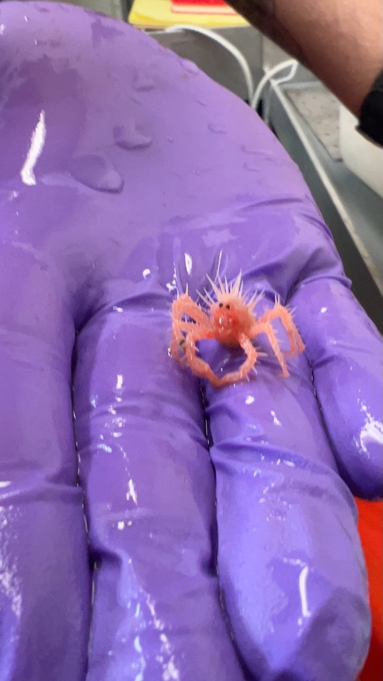 La lung cua ti hon co khuon mat ngo ngac, dan tinh phat 'sot'-Hinh-2