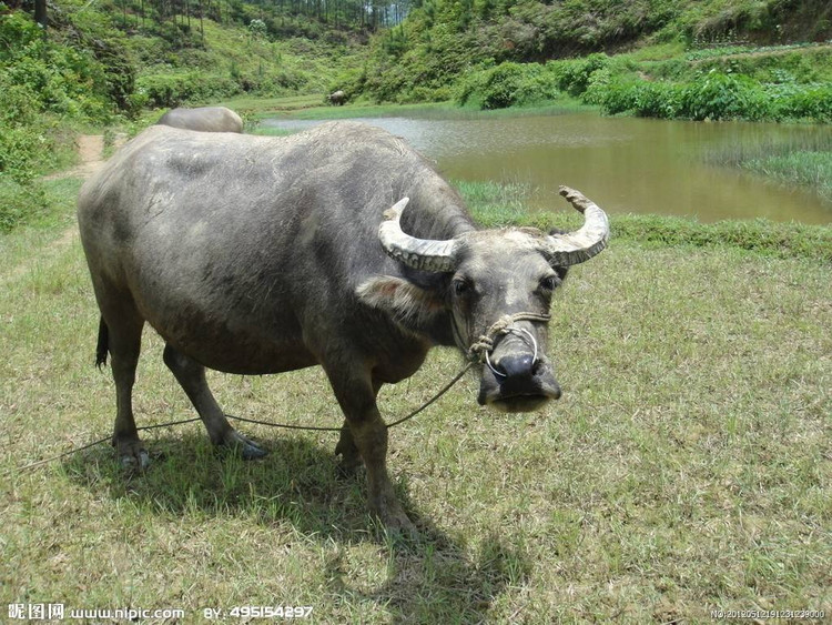 Du doan tuan moi (17/4 - 23/4/2023) cho 12 con giap: Ty Mui Tuat ruc ro-Hinh-2