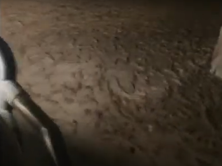 Cuoc cham tran kinh hoang giua con nguoi va dong vat bay dan-Hinh-14