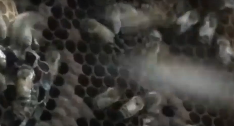 Cuoc cham tran kinh hoang giua con nguoi va dong vat bay dan-Hinh-12