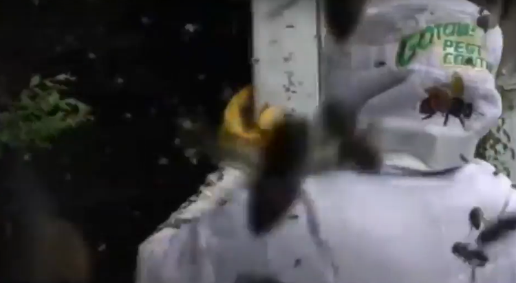 Cuoc cham tran kinh hoang giua con nguoi va dong vat bay dan-Hinh-11