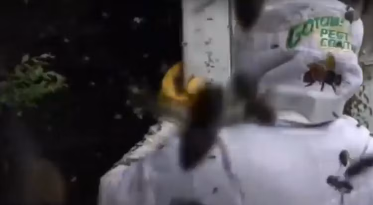 Cuoc cham tran kinh hoang giua con nguoi va dong vat bay dan-Hinh-11