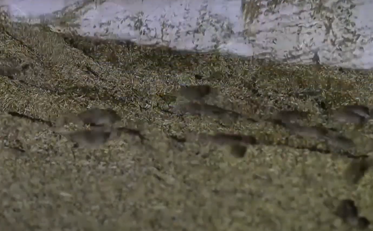 Cuoc cham tran kinh hoang giua con nguoi va dong vat bay dan-Hinh-15