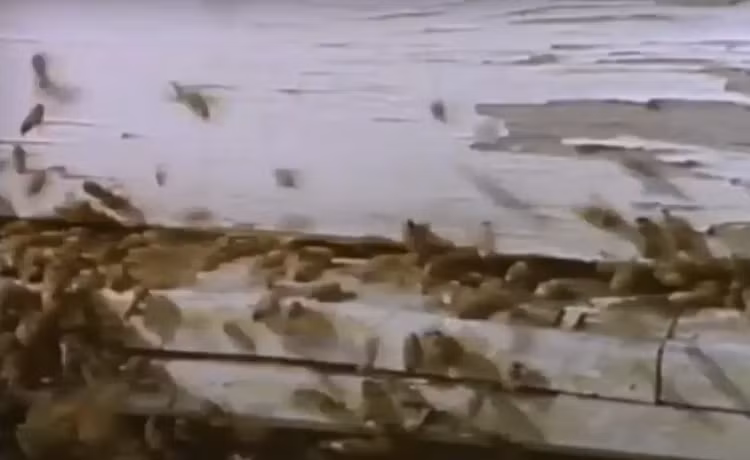 Cuoc cham tran kinh hoang giua con nguoi va dong vat bay dan-Hinh-10