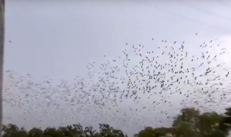 Cuoc cham tran kinh hoang giua con nguoi va dong vat bay dan-Hinh-4