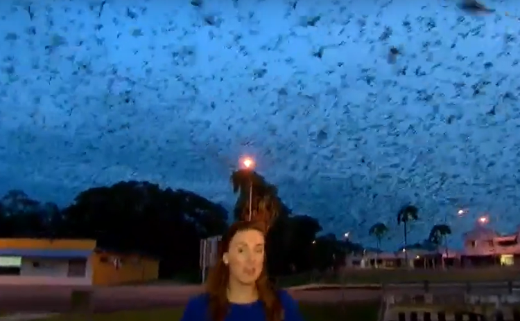 Cuoc cham tran kinh hoang giua con nguoi va dong vat bay dan-Hinh-3