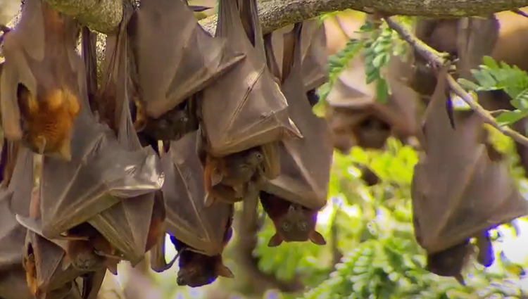 Cuoc cham tran kinh hoang giua con nguoi va dong vat bay dan