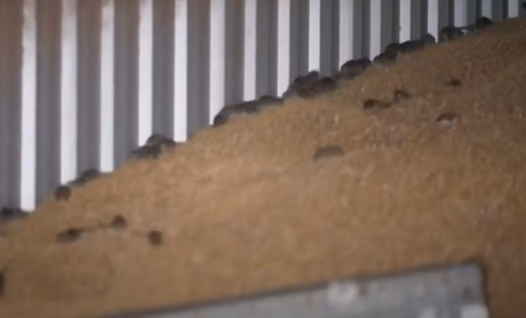 Cuoc cham tran kinh hoang giua con nguoi va dong vat bay dan-Hinh-16