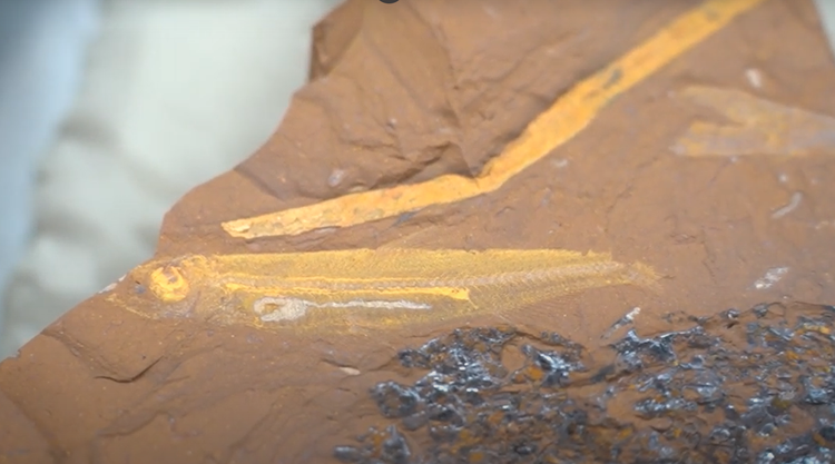 Lo thu hoan hao trong hoa thach ca 15 trieu nam, chuyen gia sung so-Hinh-7