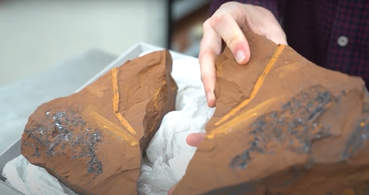 Lo thu hoan hao trong hoa thach ca 15 trieu nam, chuyen gia sung so-Hinh-6