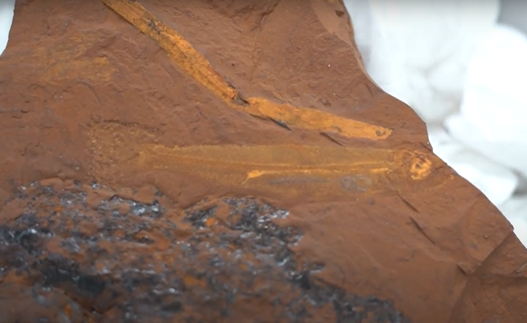 Lo thu hoan hao trong hoa thach ca 15 trieu nam, chuyen gia sung so-Hinh-9