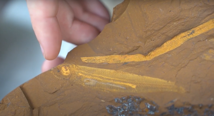 Lo thu hoan hao trong hoa thach ca 15 trieu nam, chuyen gia sung so-Hinh-8