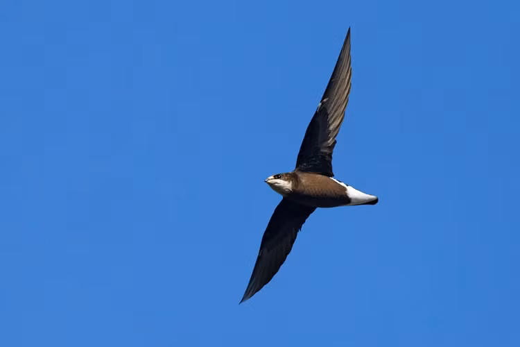 Top loai chim bay nhanh nhat the gioi, dai bang khong phai so 1-Hinh-10