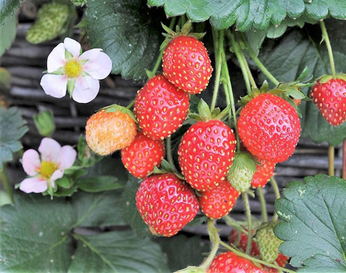 Giật mình loại quả dễ chứa kí sinh trùng, trụng nước sôi không hết - Hình 2