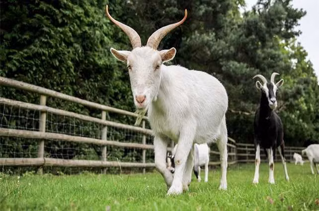 Du doan ngay moi 5/1/2025 cho 12 con giap: Dan than trong-Hinh-16