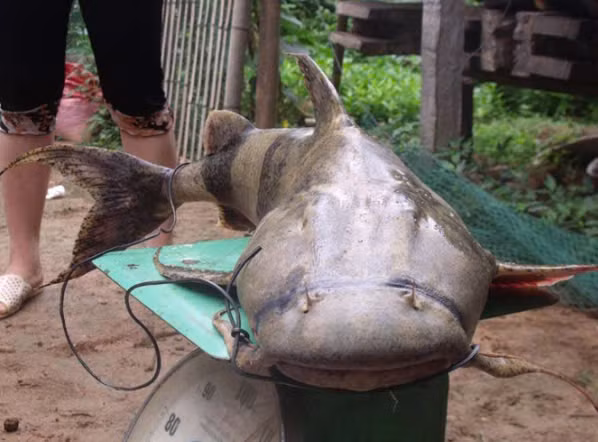 Lam mon goi “thuy quai song Da” thuc khach tam tac khen ngon-Hinh-3