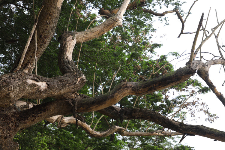 Can canh cay sua do quy hiem chet kho ben ho Hoan Kiem-Hinh-4