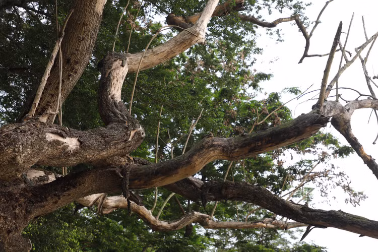 Can canh cay sua do quy hiem chet kho ben ho Hoan Kiem-Hinh-4