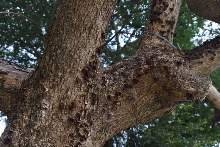 Can canh cay sua do quy hiem chet kho ben ho Hoan Kiem-Hinh-7