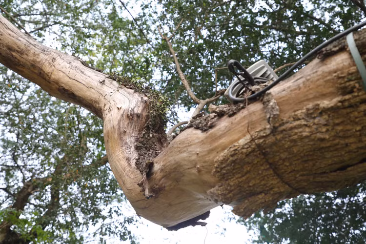 Can canh cay sua do quy hiem chet kho ben ho Hoan Kiem-Hinh-5