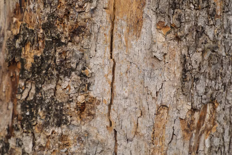 Can canh cay sua do quy hiem chet kho ben ho Hoan Kiem-Hinh-3