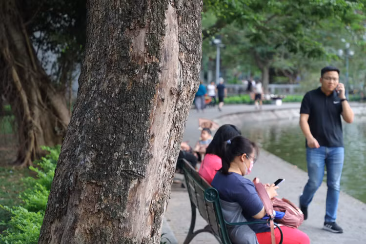 Can canh cay sua do quy hiem chet kho ben ho Hoan Kiem-Hinh-2