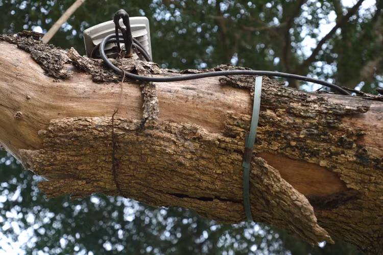 Can canh cay sua do quy hiem chet kho ben ho Hoan Kiem-Hinh-8