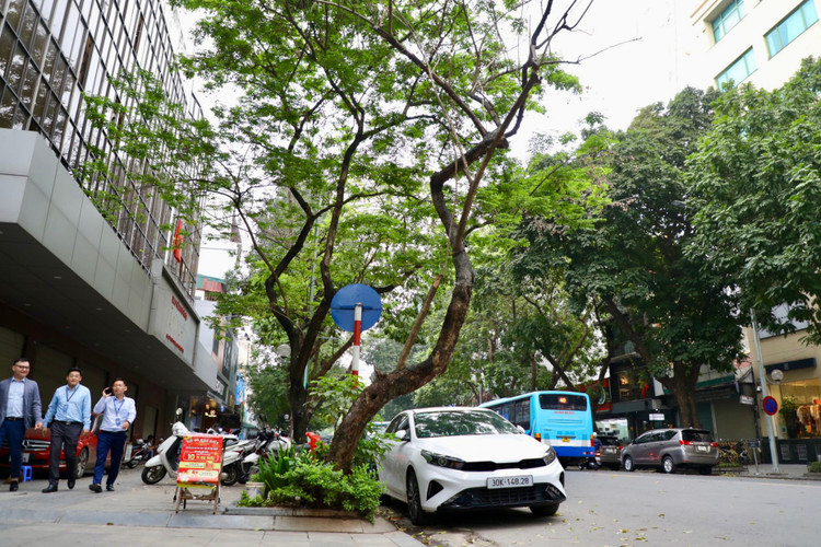 Loat cay chet kho tai quan Hoan Kiem- nhieu nguy co truoc mua bao-Hinh-6