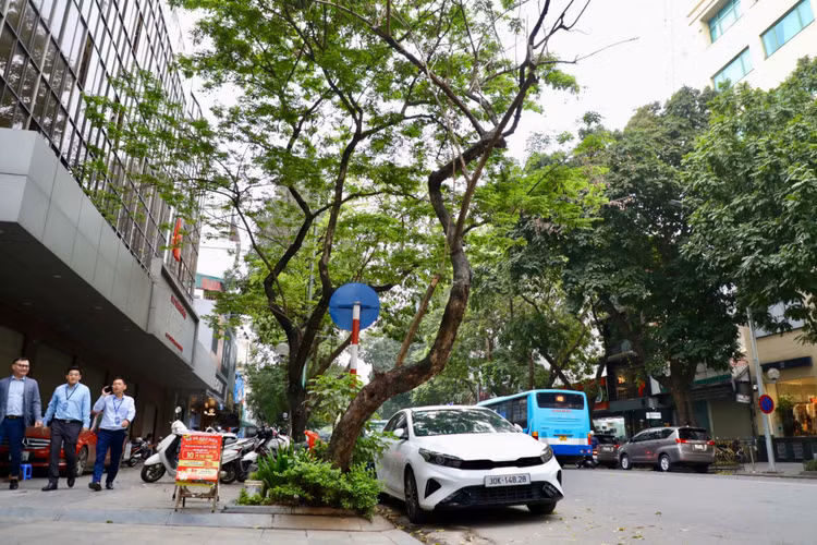 Loat cay chet kho tai quan Hoan Kiem- nhieu nguy co truoc mua bao-Hinh-6