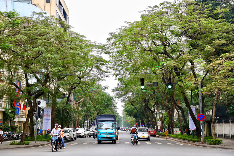 Loat cay chet kho tai quan Hoan Kiem- nhieu nguy co truoc mua bao