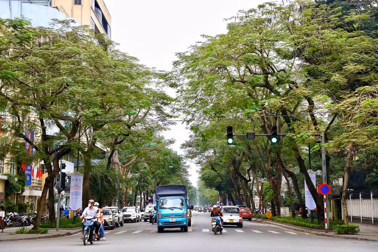 Loat cay chet kho tai quan Hoan Kiem- nhieu nguy co truoc mua bao