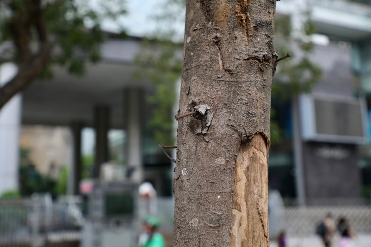 Loat cay chet kho tai quan Hoan Kiem- nhieu nguy co truoc mua bao-Hinh-10