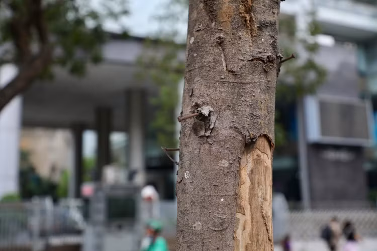 Loat cay chet kho tai quan Hoan Kiem- nhieu nguy co truoc mua bao-Hinh-10