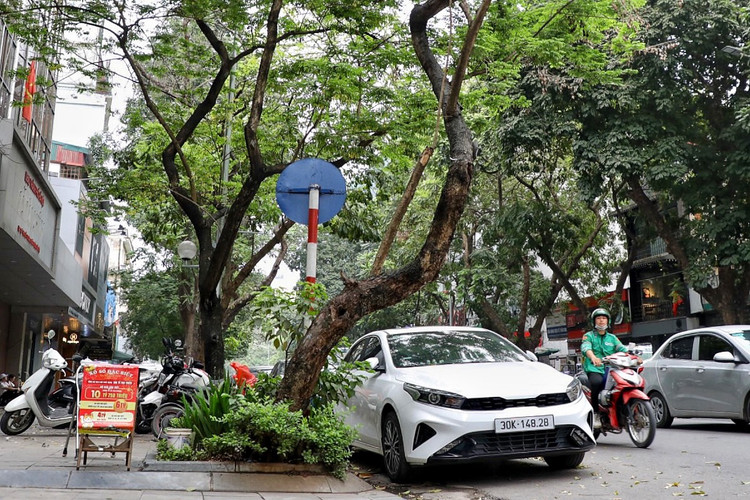 Loat cay chet kho tai quan Hoan Kiem- nhieu nguy co truoc mua bao-Hinh-11