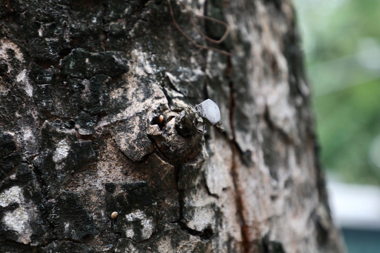 Loat cay chet kho tai quan Hoan Kiem- nhieu nguy co truoc mua bao-Hinh-3