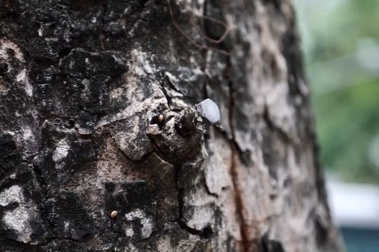 Loat cay chet kho tai quan Hoan Kiem- nhieu nguy co truoc mua bao-Hinh-3