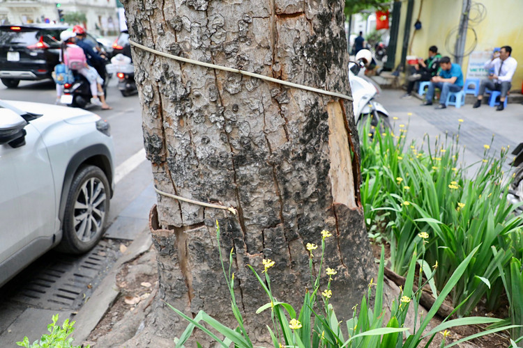 Loat cay chet kho tai quan Hoan Kiem- nhieu nguy co truoc mua bao-Hinh-5