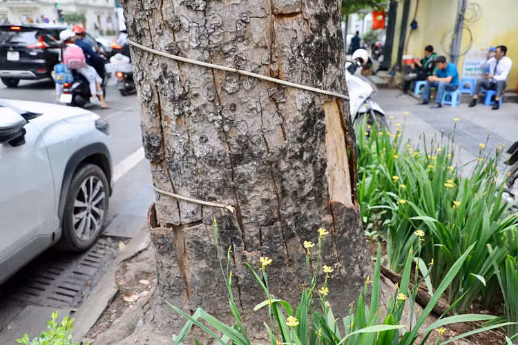 Loat cay chet kho tai quan Hoan Kiem- nhieu nguy co truoc mua bao-Hinh-5