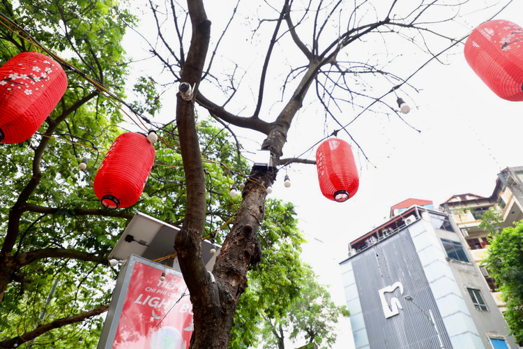 Loat cay chet kho tai quan Hoan Kiem- nhieu nguy co truoc mua bao-Hinh-9