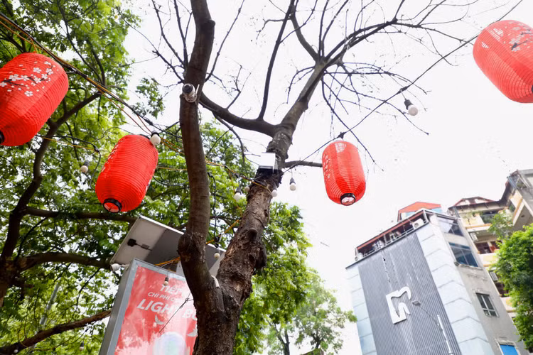 Loat cay chet kho tai quan Hoan Kiem- nhieu nguy co truoc mua bao-Hinh-9