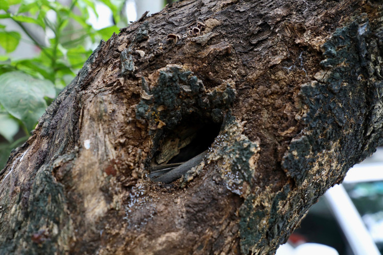 Loat cay chet kho tai quan Hoan Kiem- nhieu nguy co truoc mua bao-Hinh-7