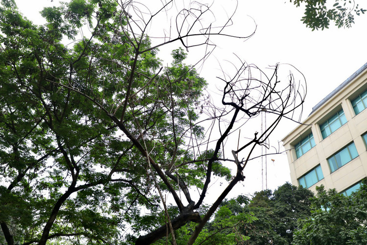 Loat cay chet kho tai quan Hoan Kiem- nhieu nguy co truoc mua bao-Hinh-8