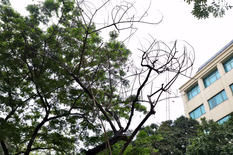 Loat cay chet kho tai quan Hoan Kiem- nhieu nguy co truoc mua bao-Hinh-8