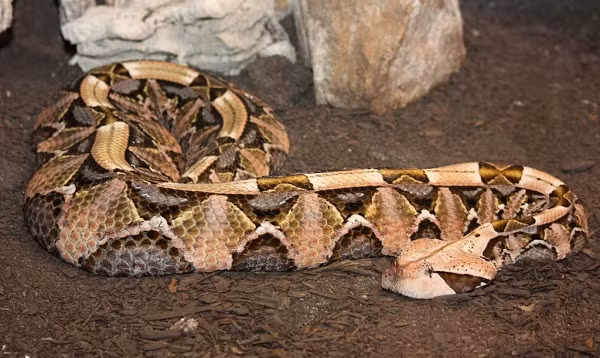 Loai ran doc khong lo nguy trang 'than sau', giet nguoi trong chop mat