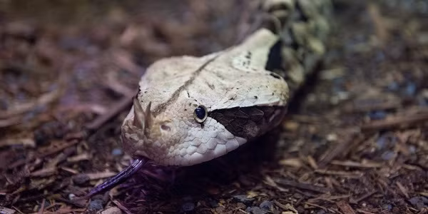 Loai ran doc khong lo nguy trang 'than sau', giet nguoi trong chop mat-Hinh-9