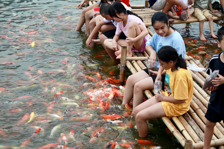8 tan ca Koi tha xuong Ho Tay thu hut nguoi dan toi vui choi-Hinh-4